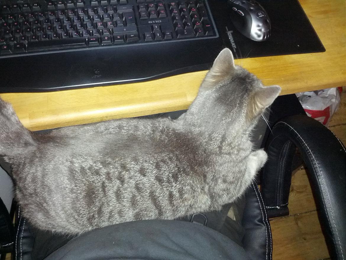 Huskat Pella Haleløs billede 4