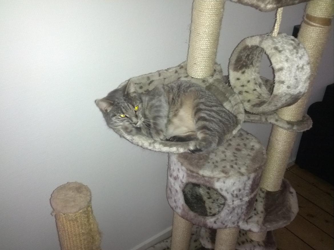 Huskat Pella Haleløs billede 5