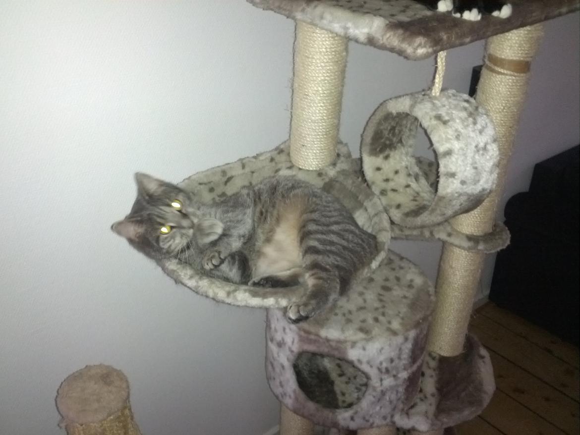 Huskat Pella Haleløs billede 6