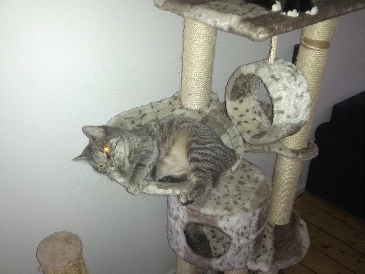 Huskat Pella Haleløs billede 7