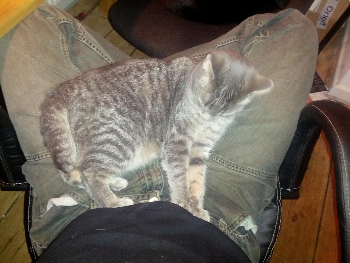 Huskat Pella Haleløs - Her kan du se den korte hale :) billede 8