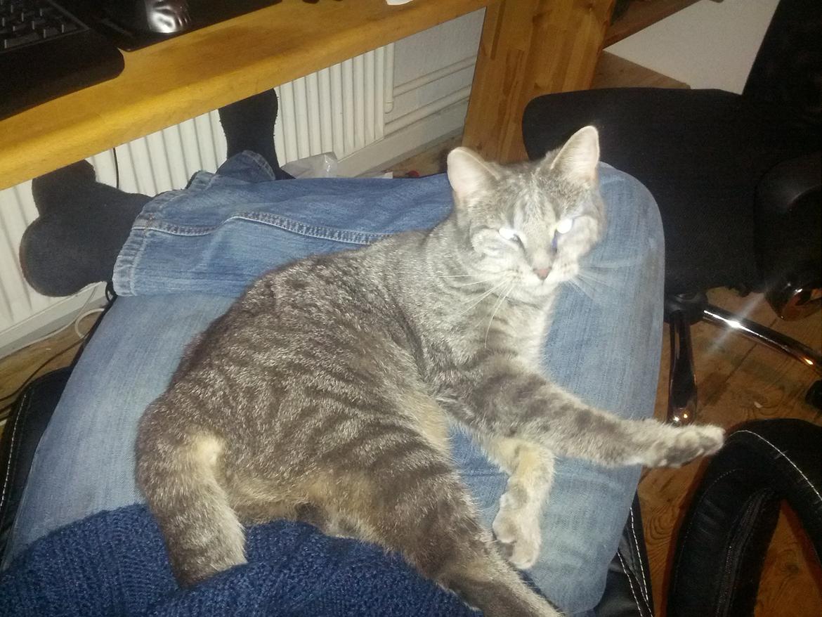 Huskat Pella Haleløs billede 9