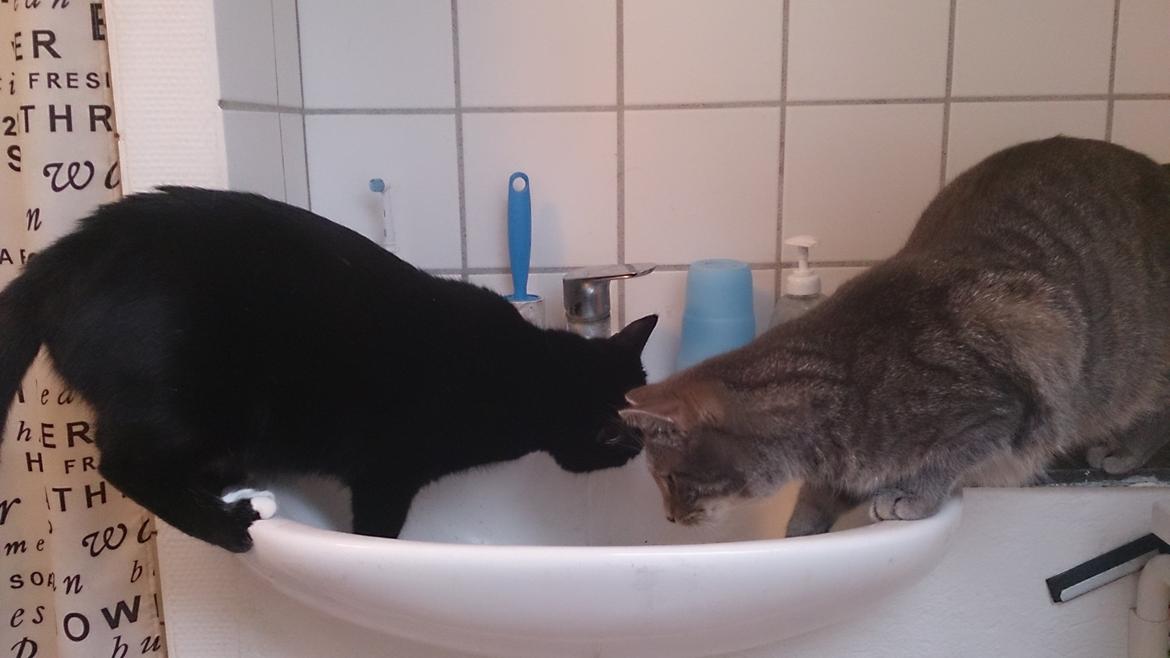 Huskat Pella Haleløs billede 10