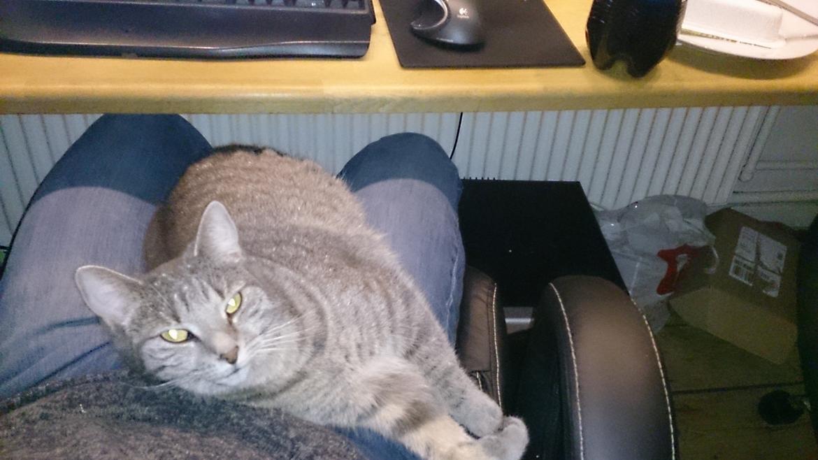 Huskat Pella Haleløs billede 11