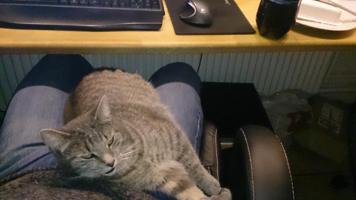 Huskat Pella Haleløs billede 12