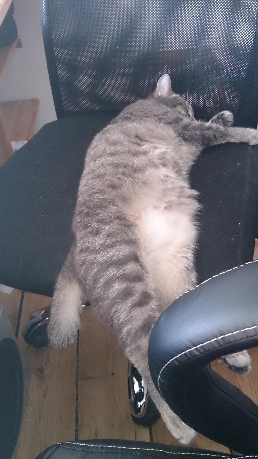 Huskat Pella Haleløs billede 13