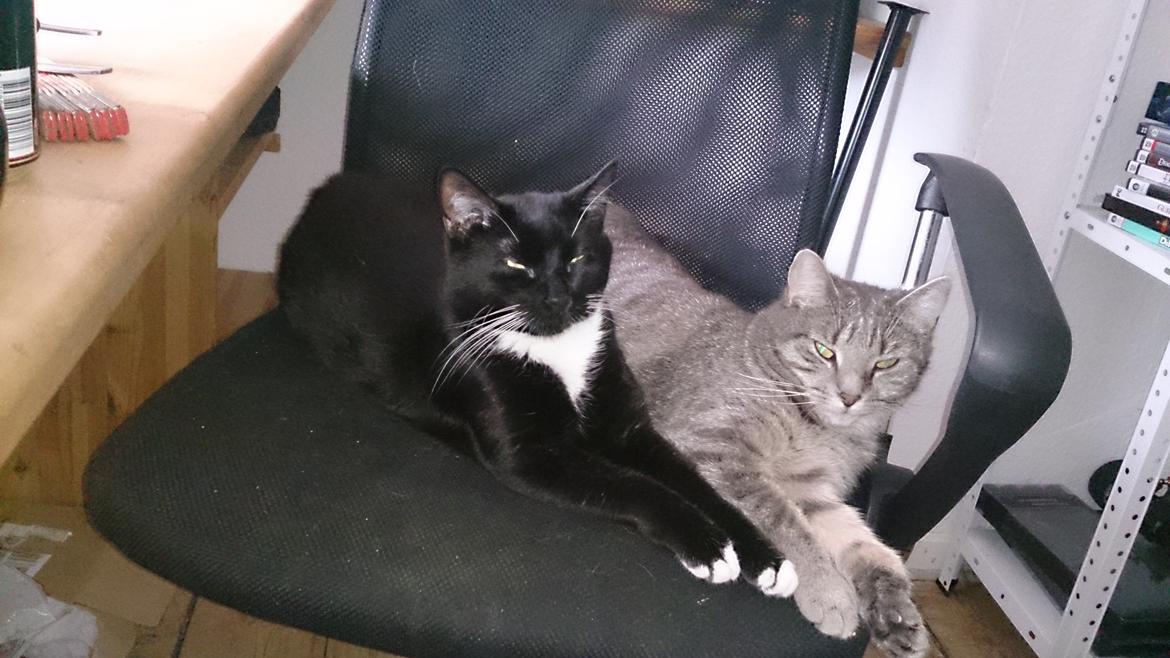 Huskat Pella Haleløs billede 14