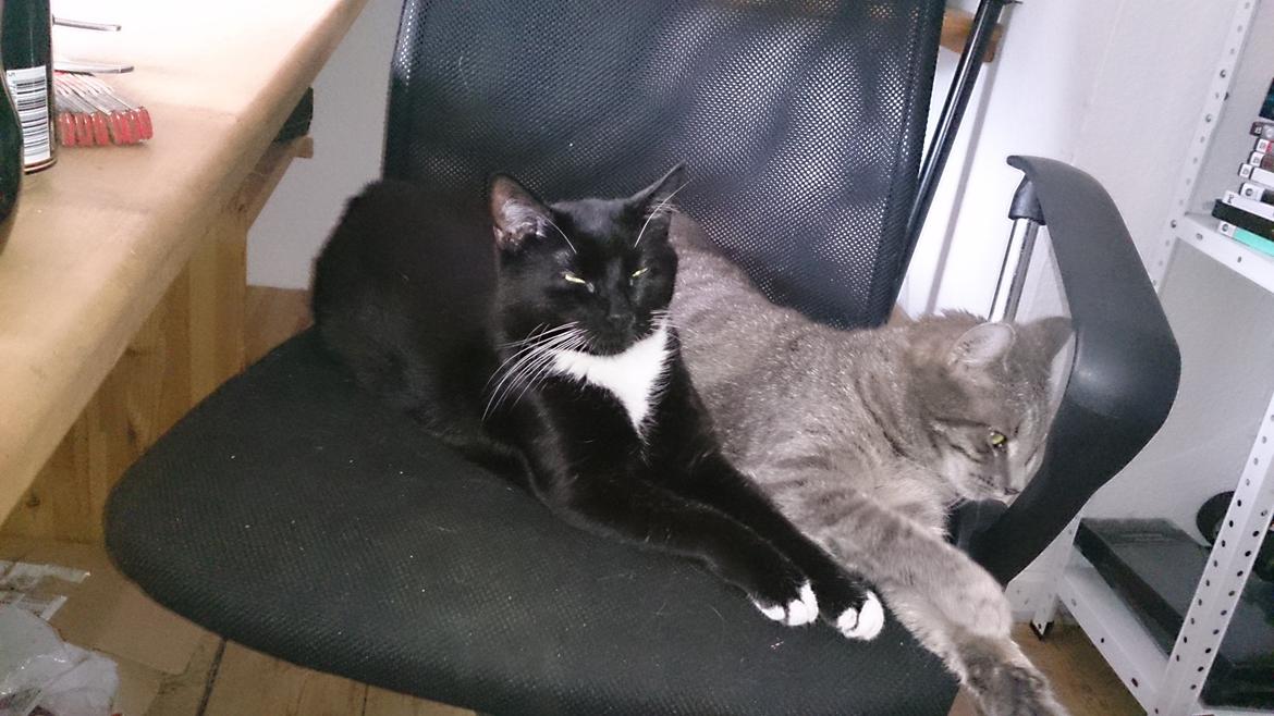 Huskat Pella Haleløs billede 15