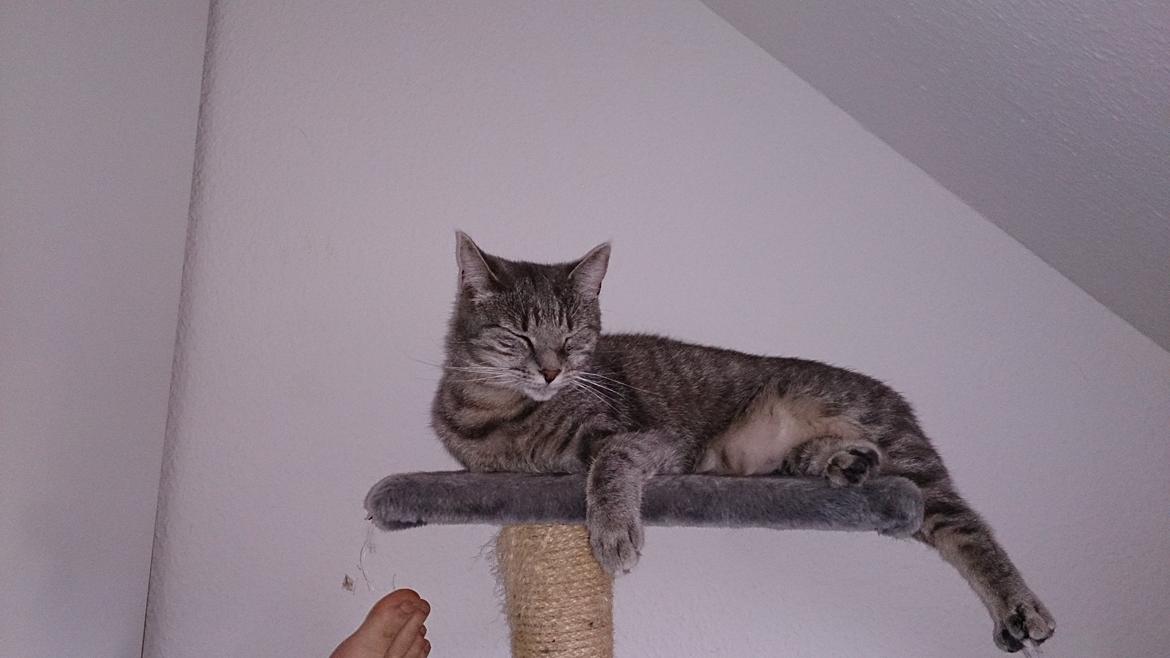 Huskat Pella Haleløs billede 16