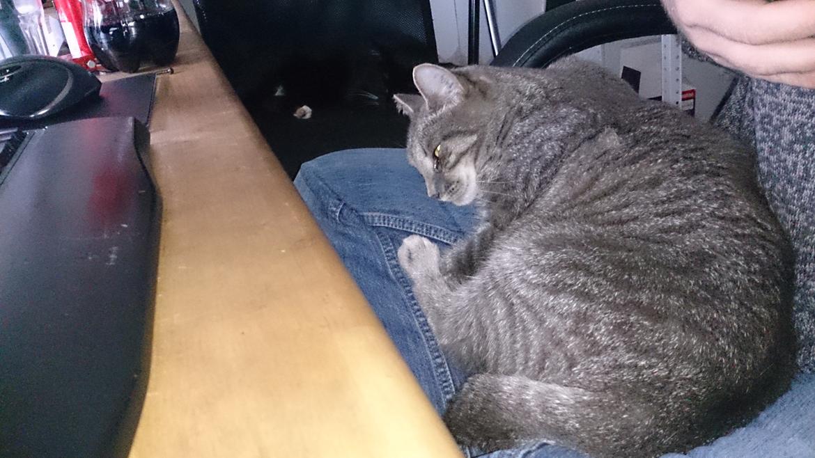 Huskat Pella Haleløs billede 17