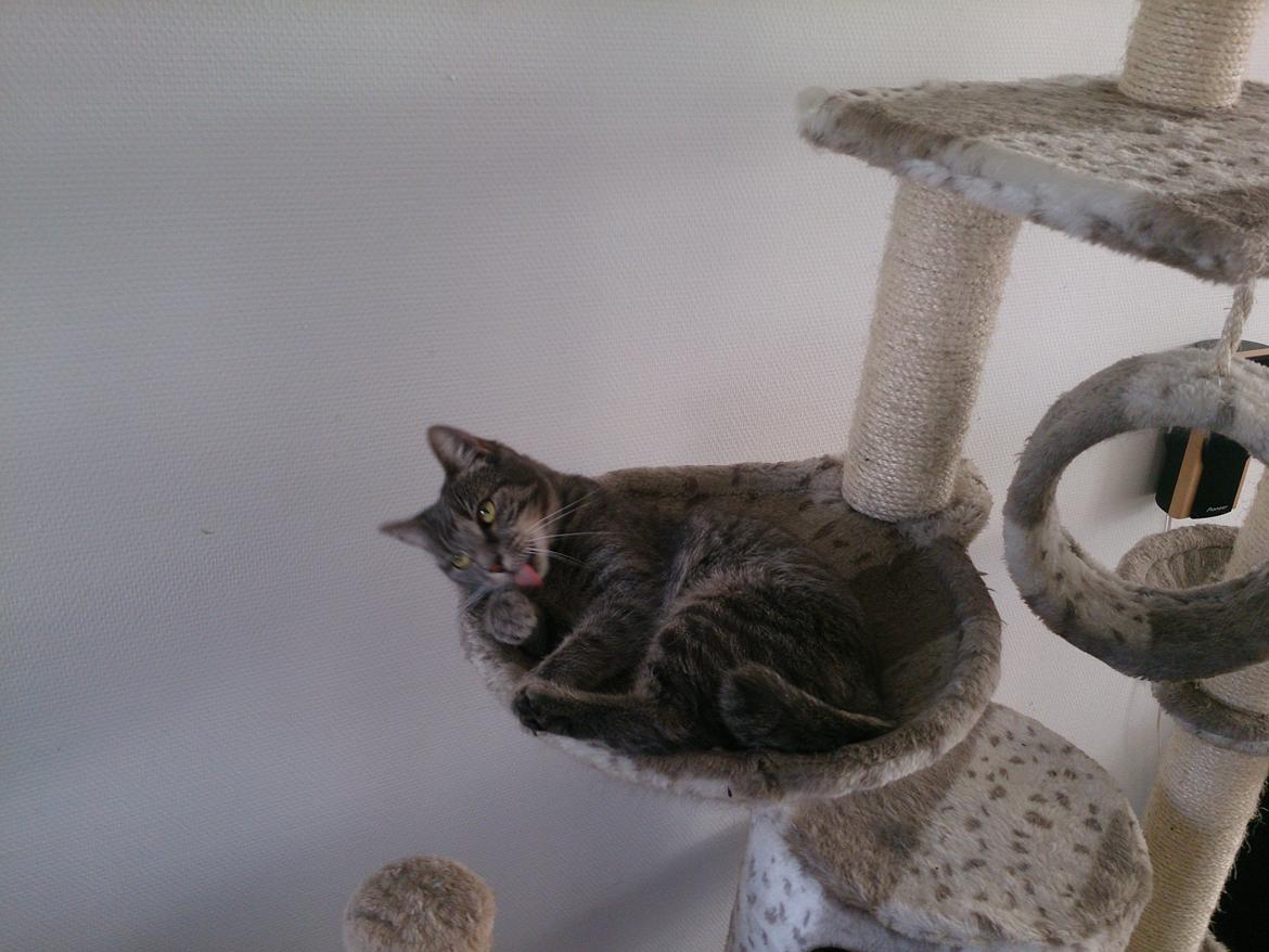 Huskat Pella Haleløs billede 18