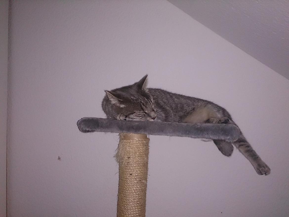 Huskat Pella Haleløs billede 19