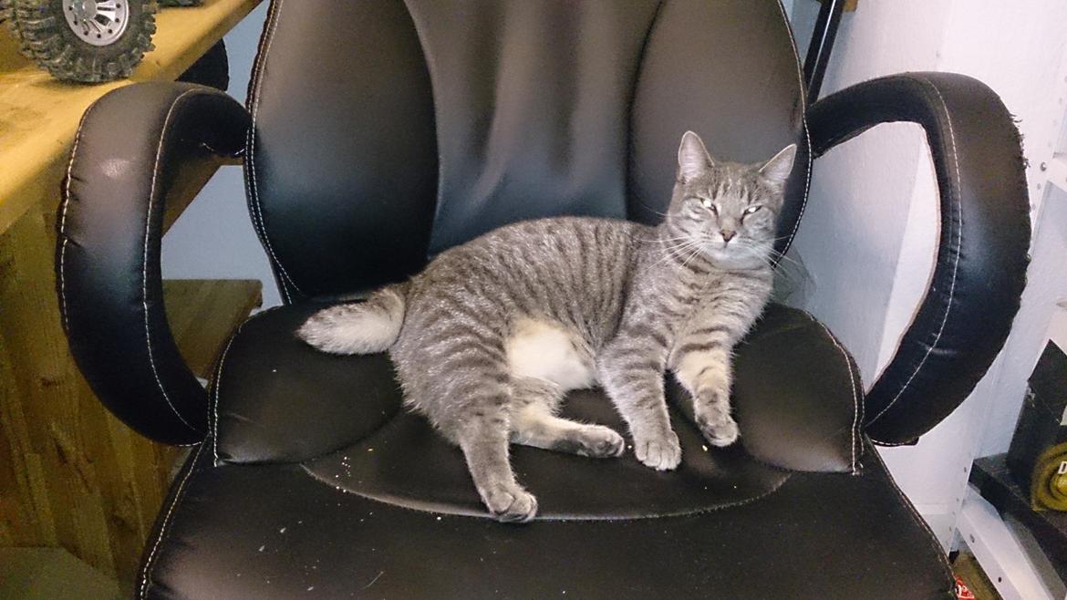 Huskat Pella Haleløs billede 20