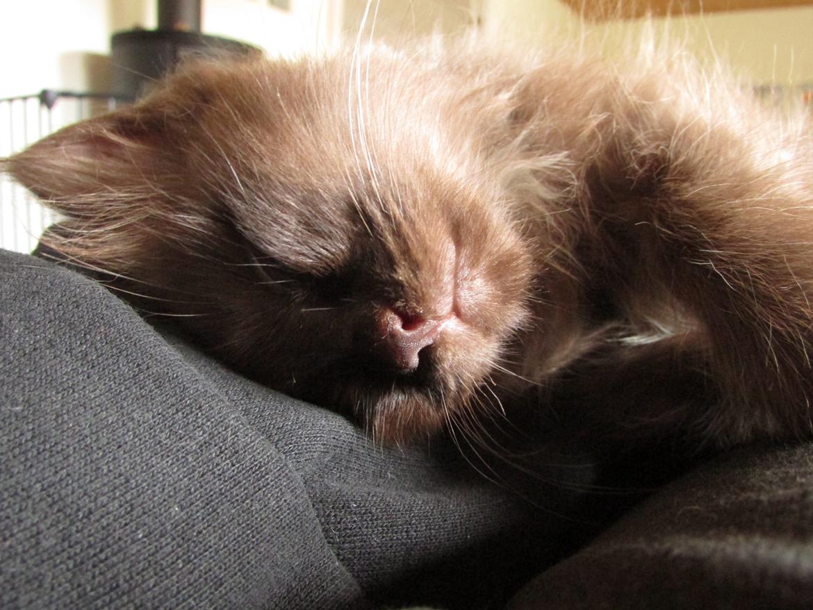 Blanding af racer ~ Cocio - 07.09.2013 billede 20