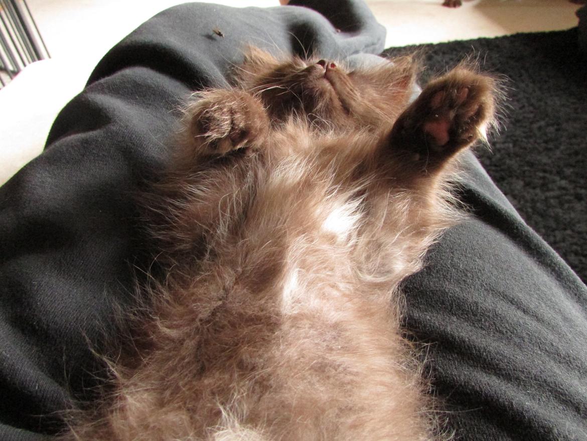 Blanding af racer ~ Cocio - 07.09.2013. zzzZ billede 21