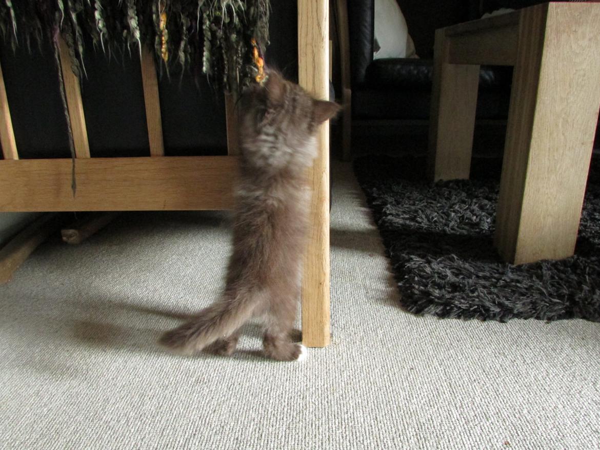 Blanding af racer ~ Cocio - 07.09.2013. Er lige ved at ondulere tæppet... He he billede 22