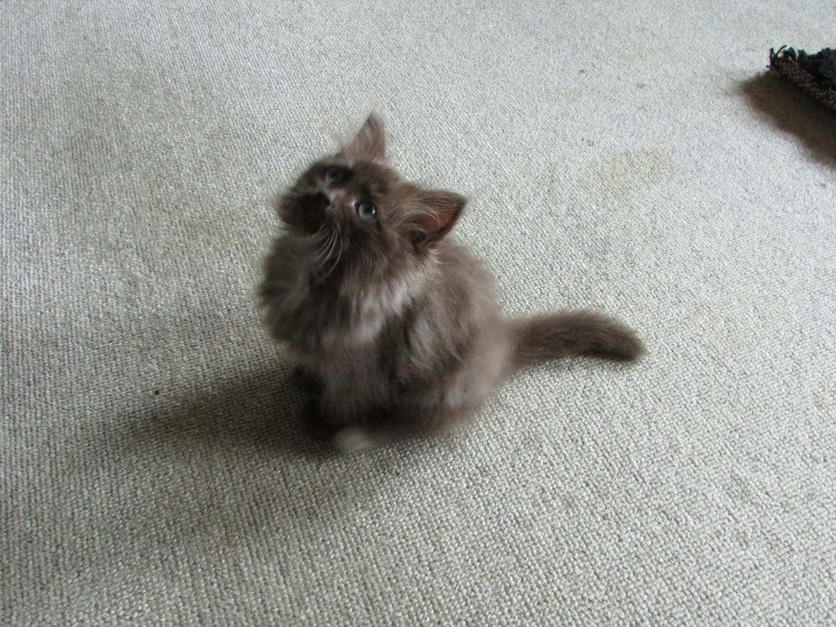 Blanding af racer ~ Cocio - 07.09.2013. billede 19