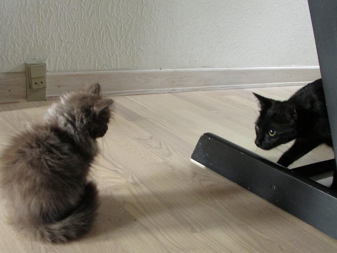 Blanding af racer ~ Cocio - 07.09.2013. Første møde med Perle, Cocio var fuldstændig ligeglad med hende i starten, mens hun var lidt mere interesseret i ham dog tilbageholdt. billede 23