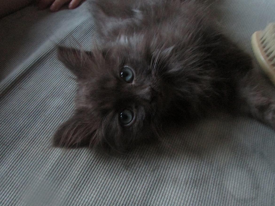 Blanding af racer ~ Cocio - 06.09.2013. <3 billede 18