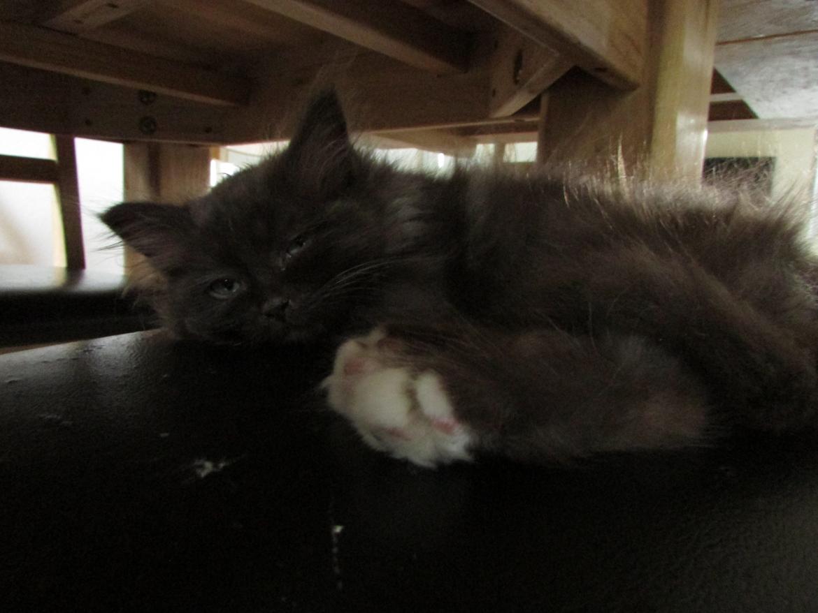 Blanding af racer ~ Cocio - 07.09.2013. billede 26