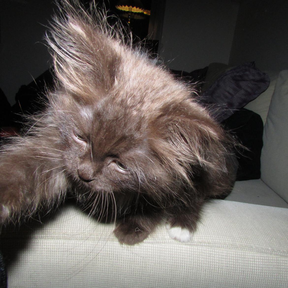 Blanding af racer ~ Cocio - 05.09.2013. Uldtotten som ligner en der har været på druk her. ;-) billede 27