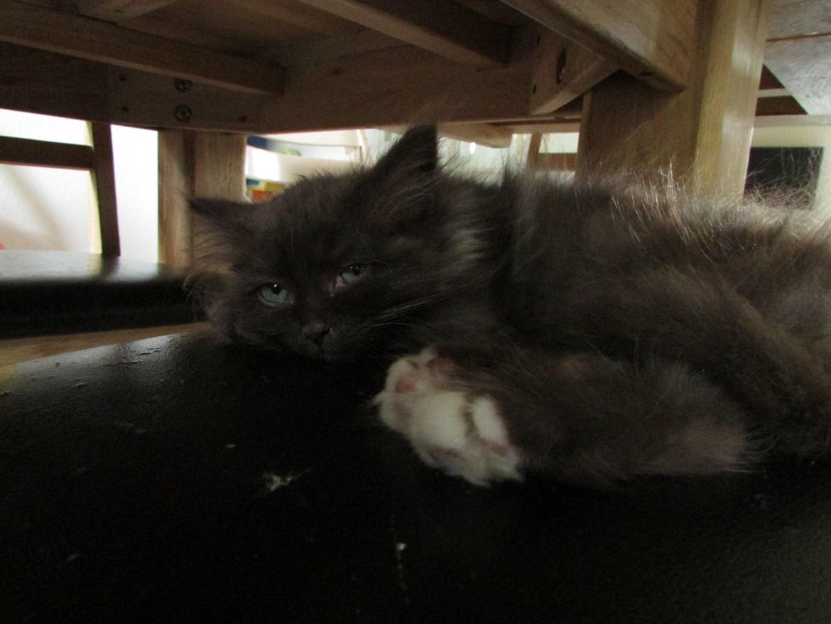 Blanding af racer ~ Cocio billede 25