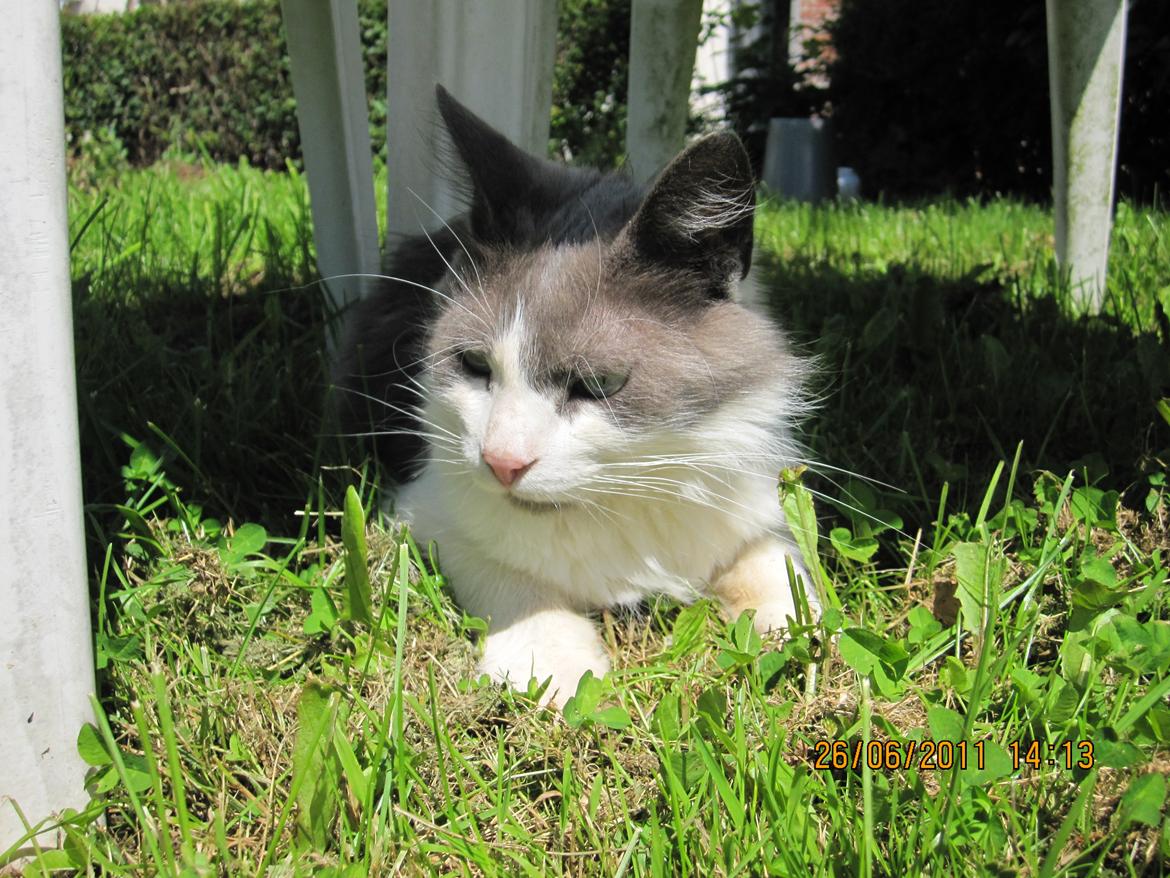 Blanding af racer Diablo billede 2