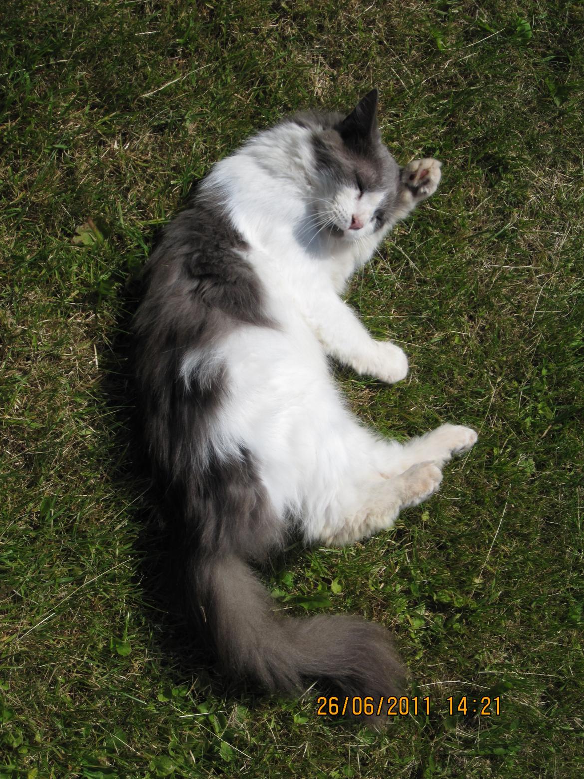 Blanding af racer Diablo billede 3