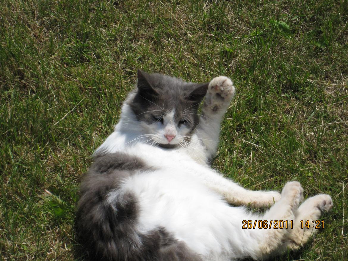 Blanding af racer Diablo billede 4