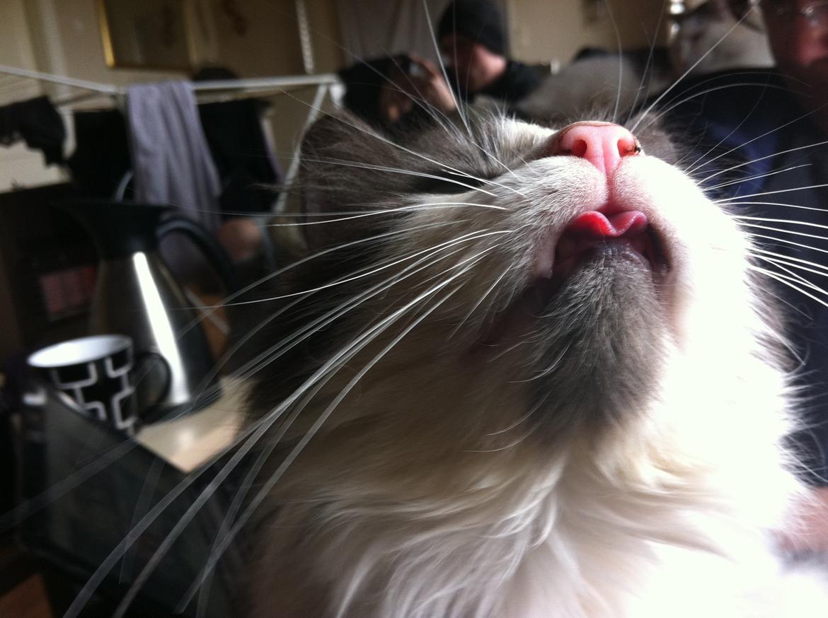 Blanding af racer Diablo billede 6