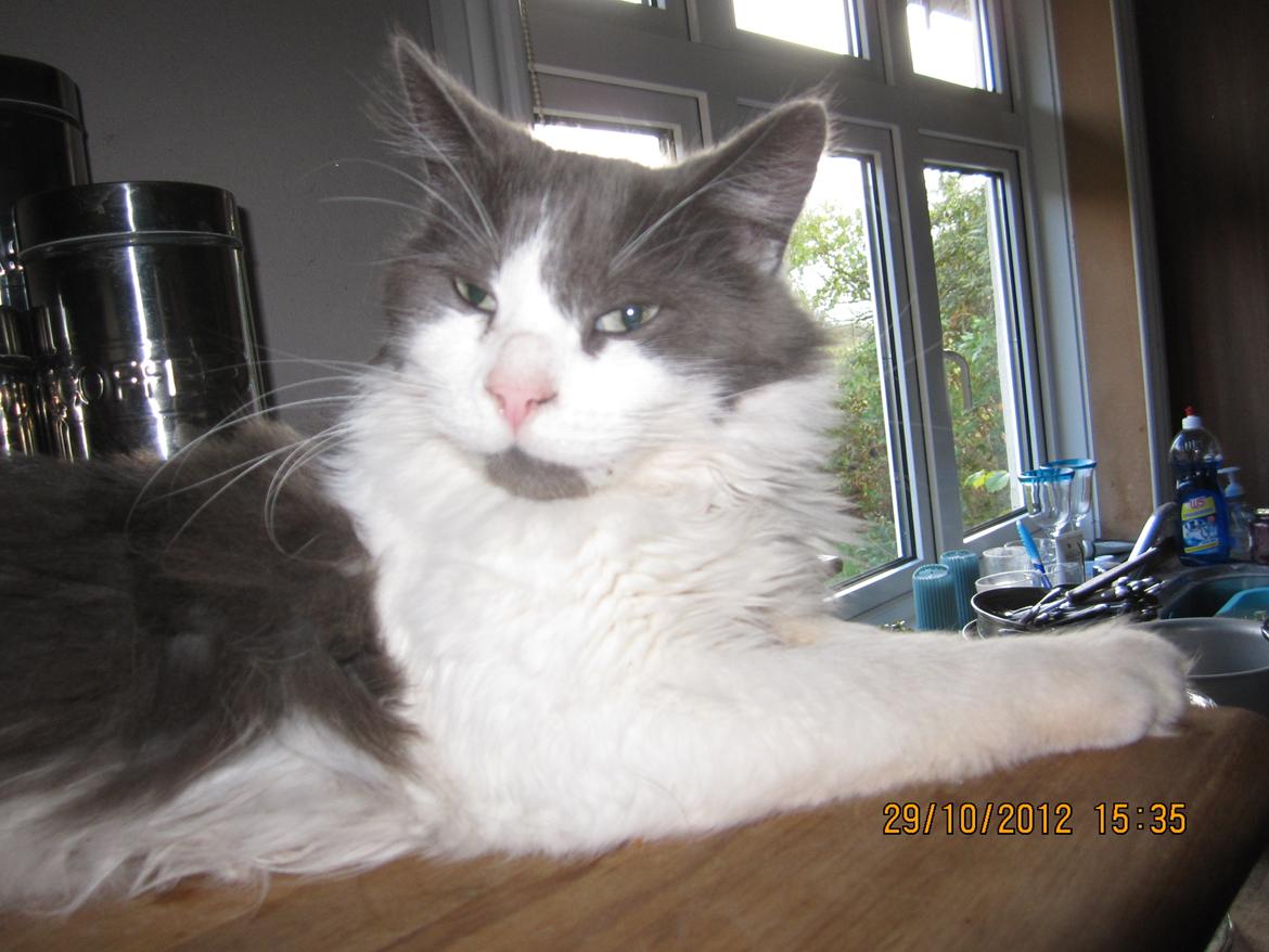 Blanding af racer Diablo billede 7