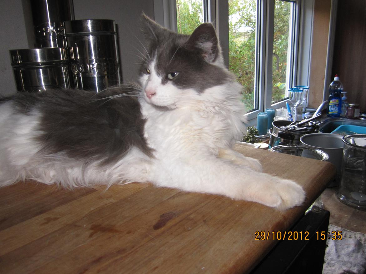 Blanding af racer Diablo billede 8