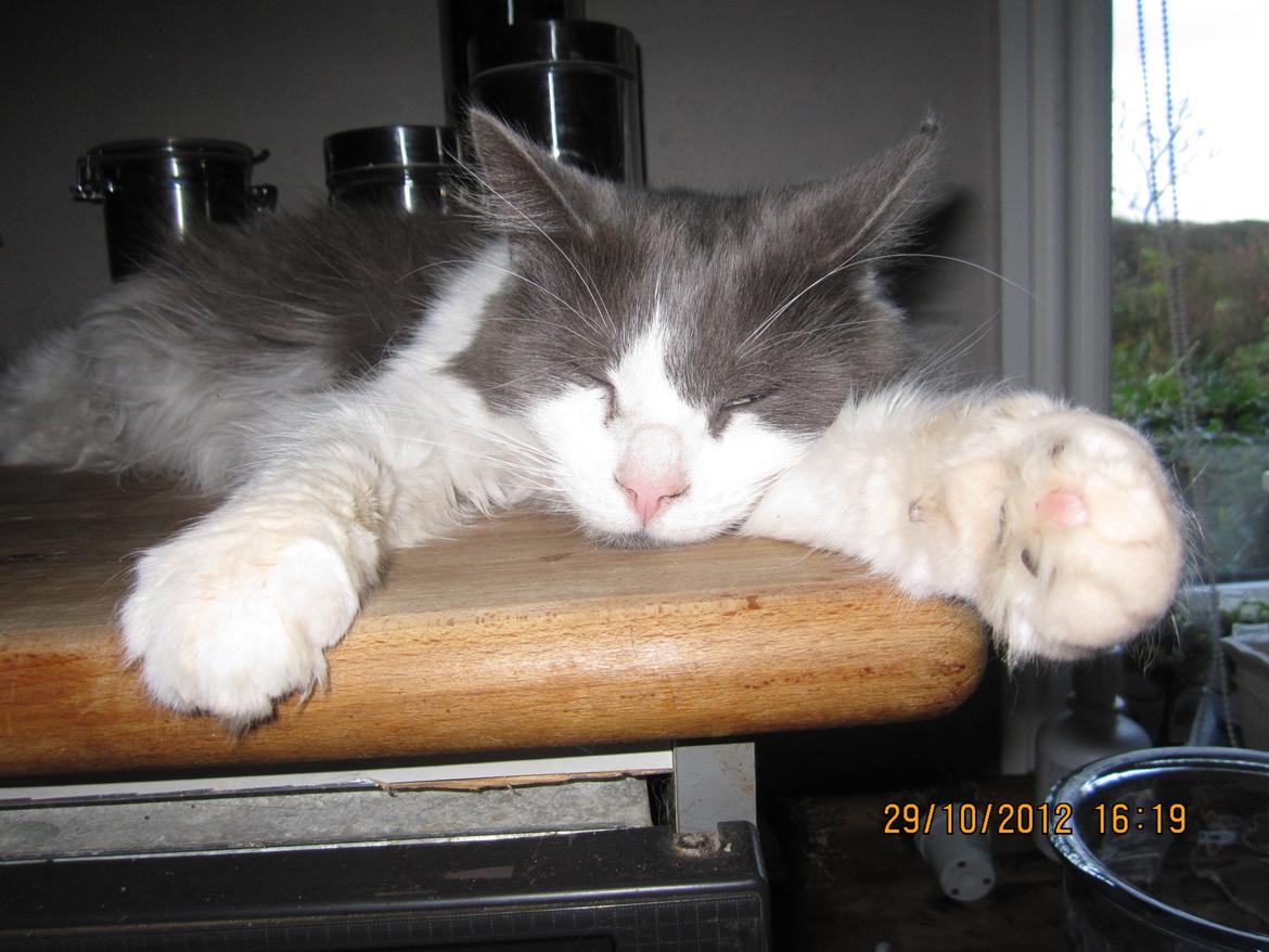 Blanding af racer Diablo billede 1