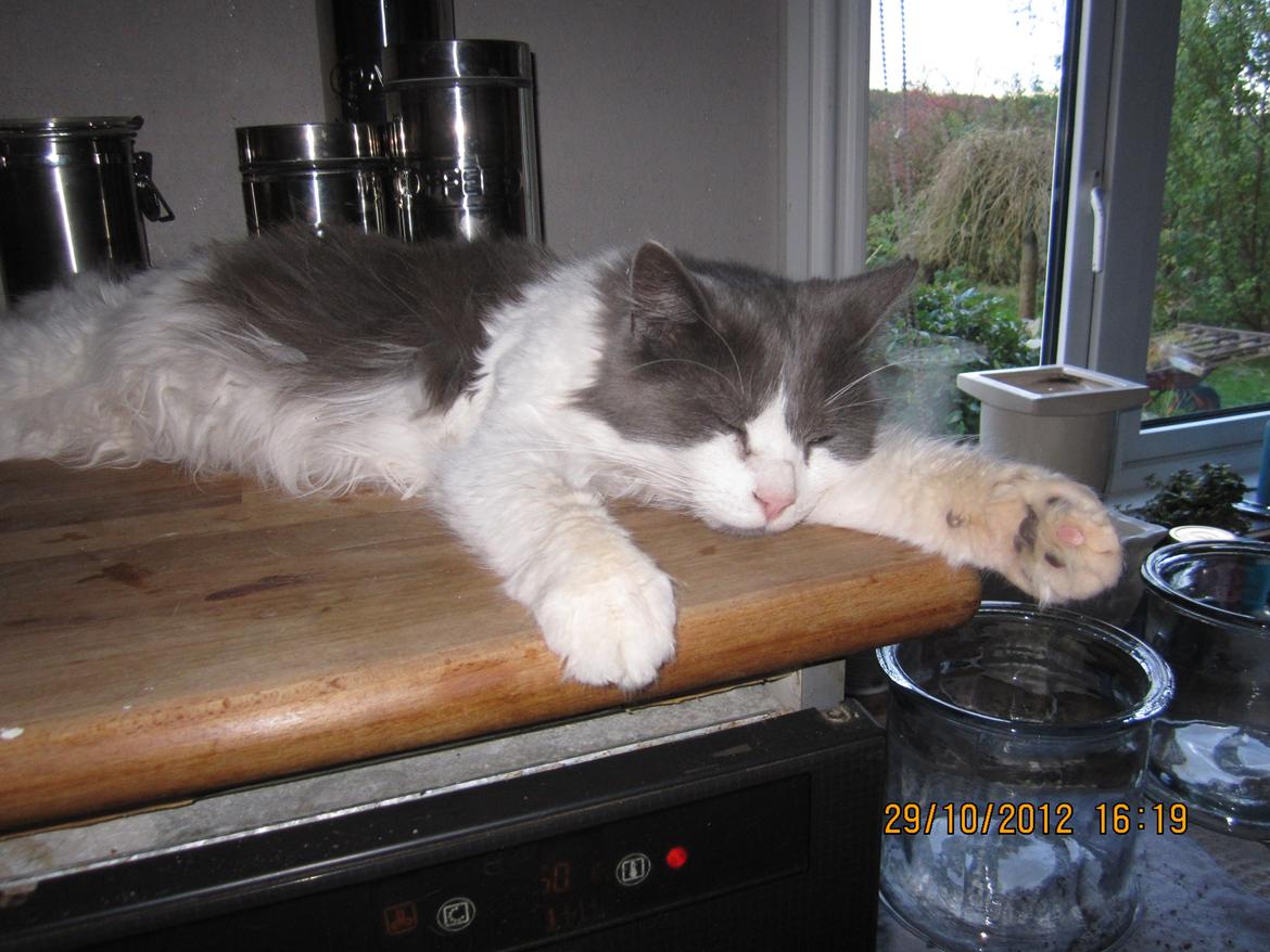 Blanding af racer Diablo billede 9