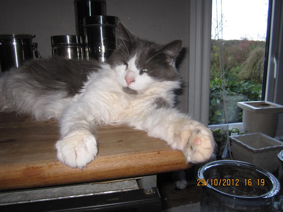 Blanding af racer Diablo billede 10