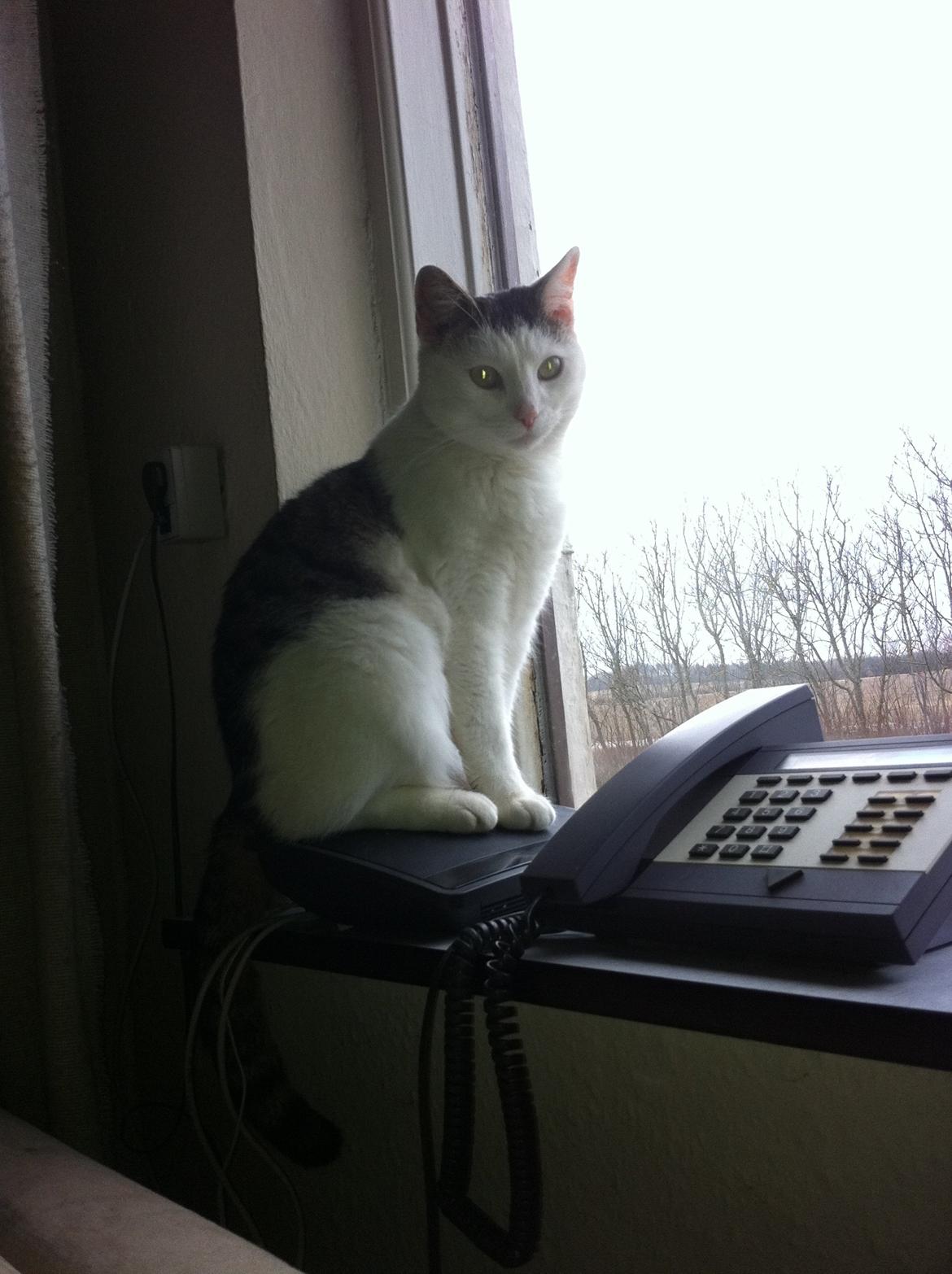 Huskat Buster billede 4