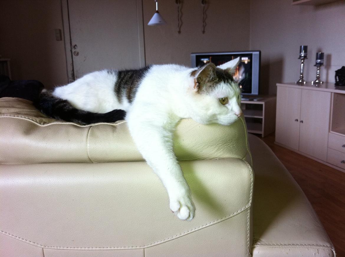 Huskat Buster billede 5