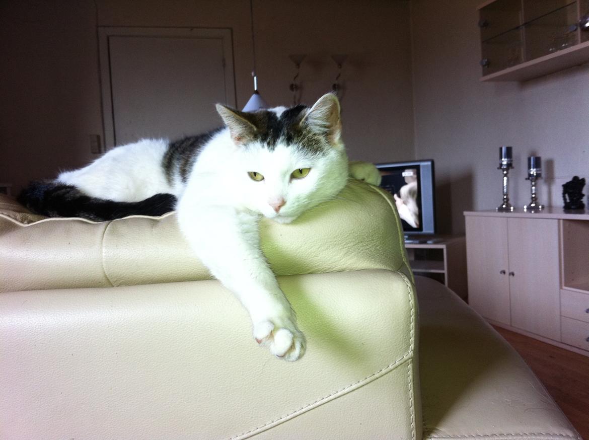 Huskat Buster billede 6