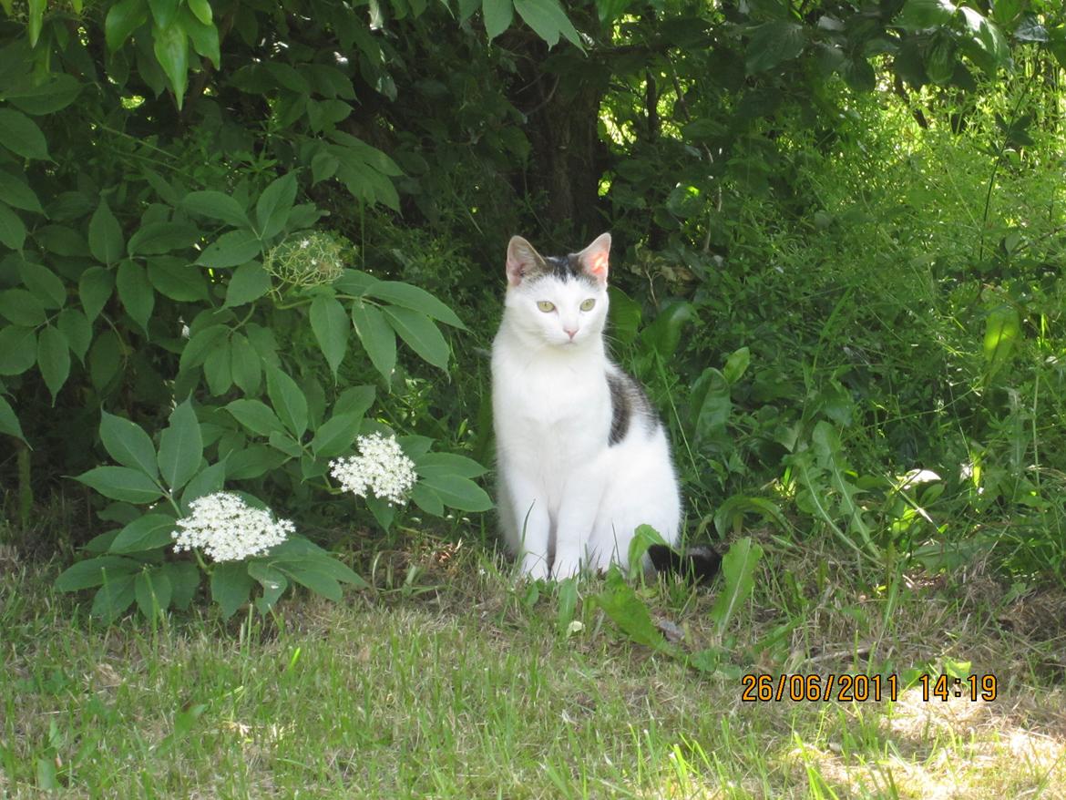 Huskat Buster billede 1