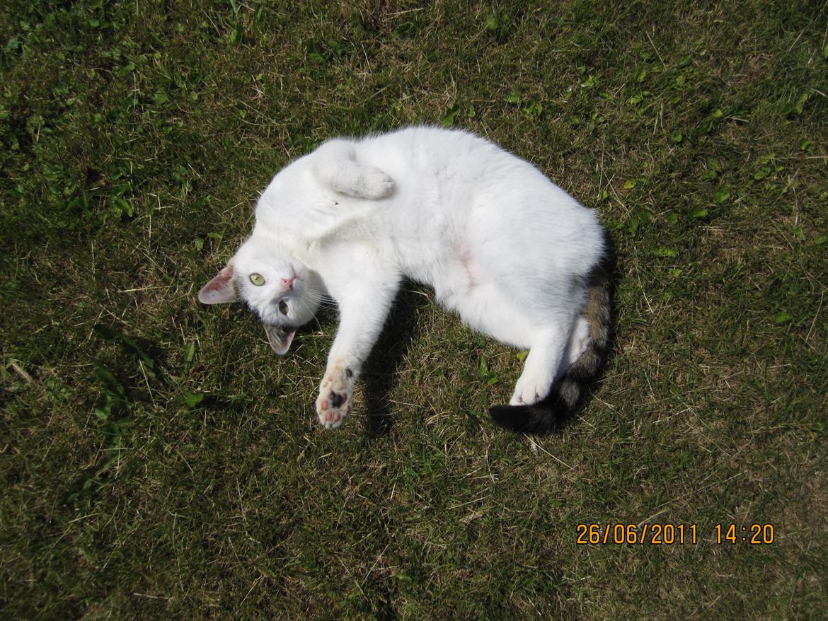 Huskat Buster billede 7