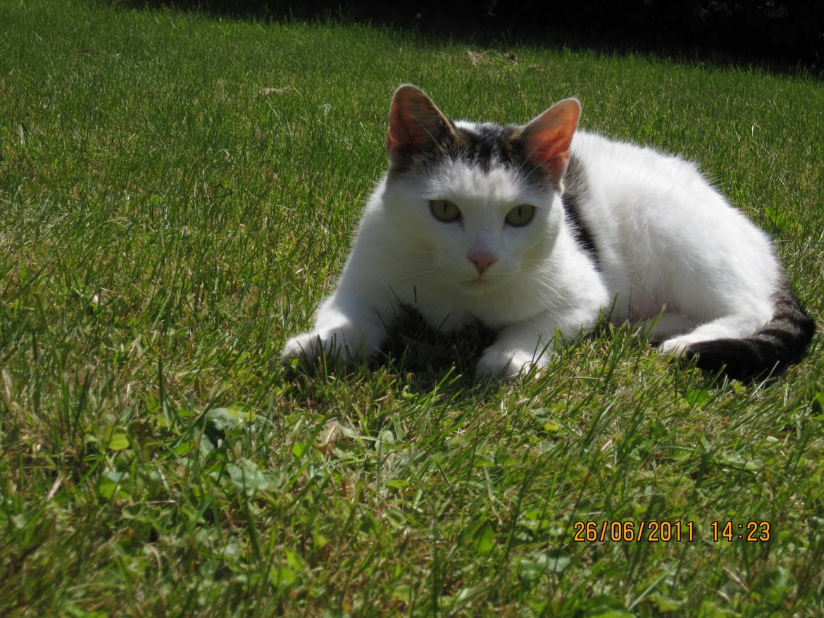 Huskat Buster billede 3