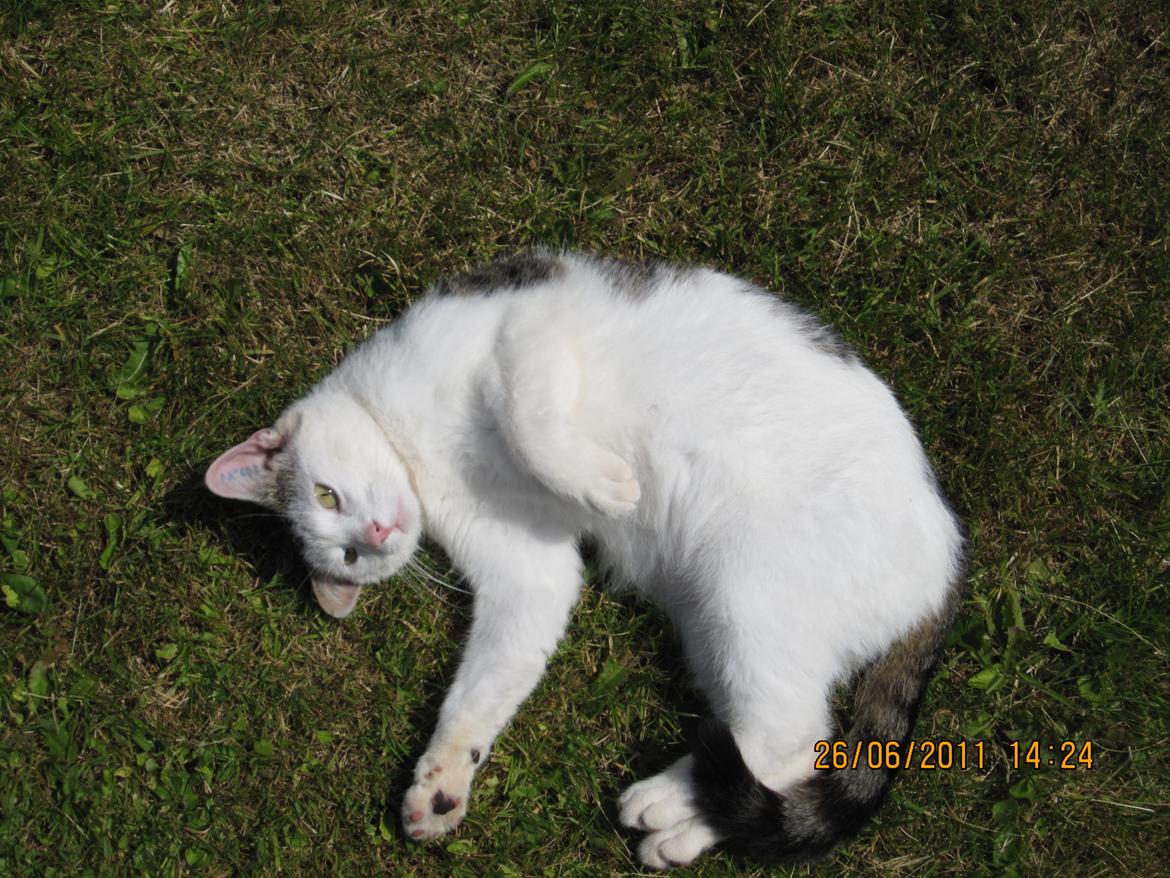 Huskat Buster billede 8