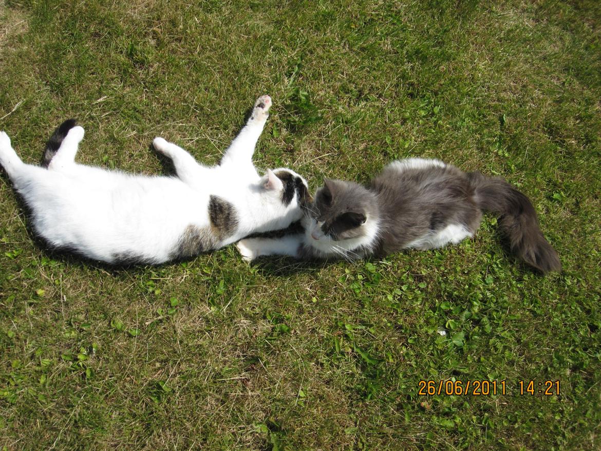 Huskat Buster billede 9