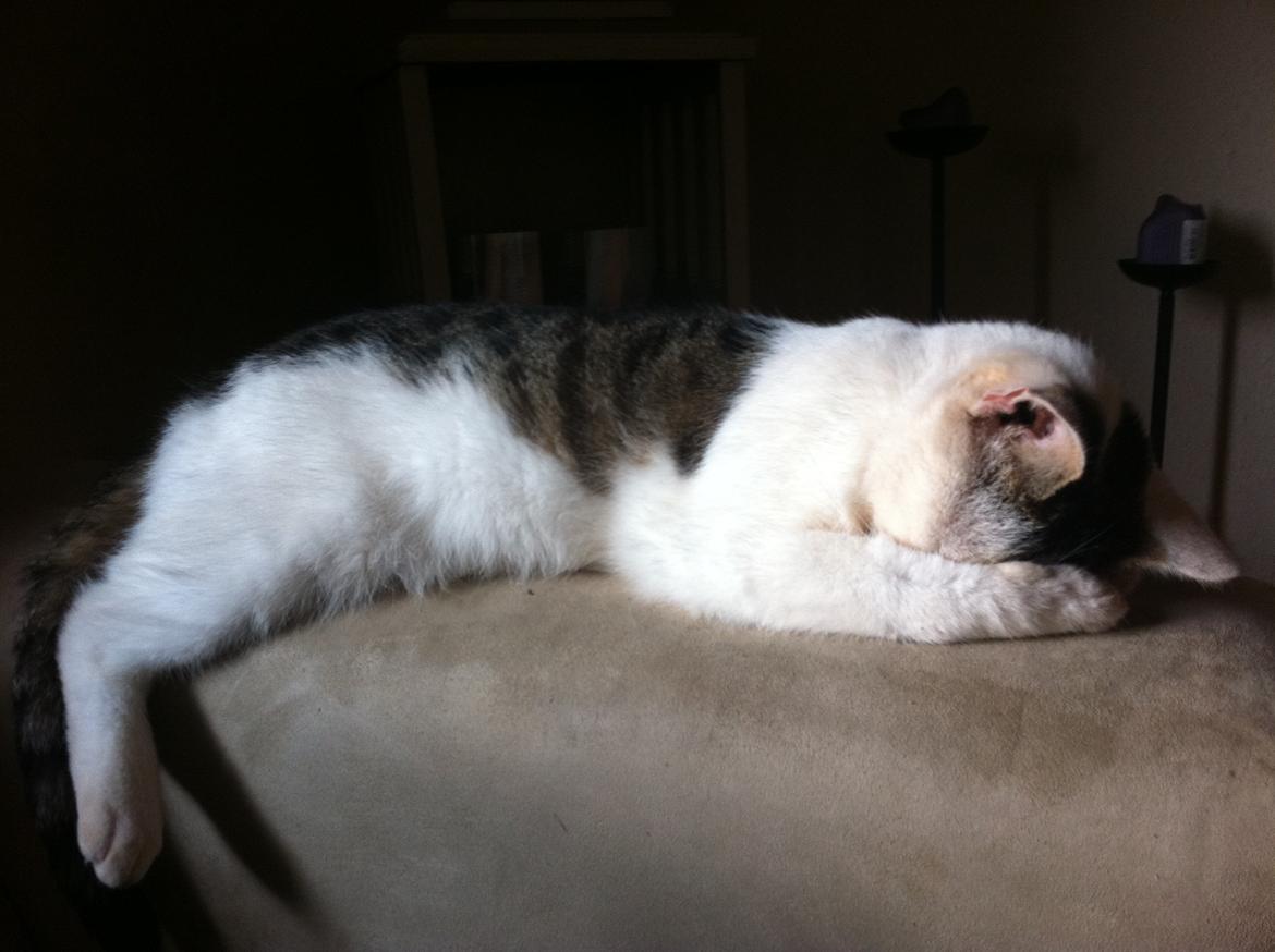 Huskat Buster billede 10