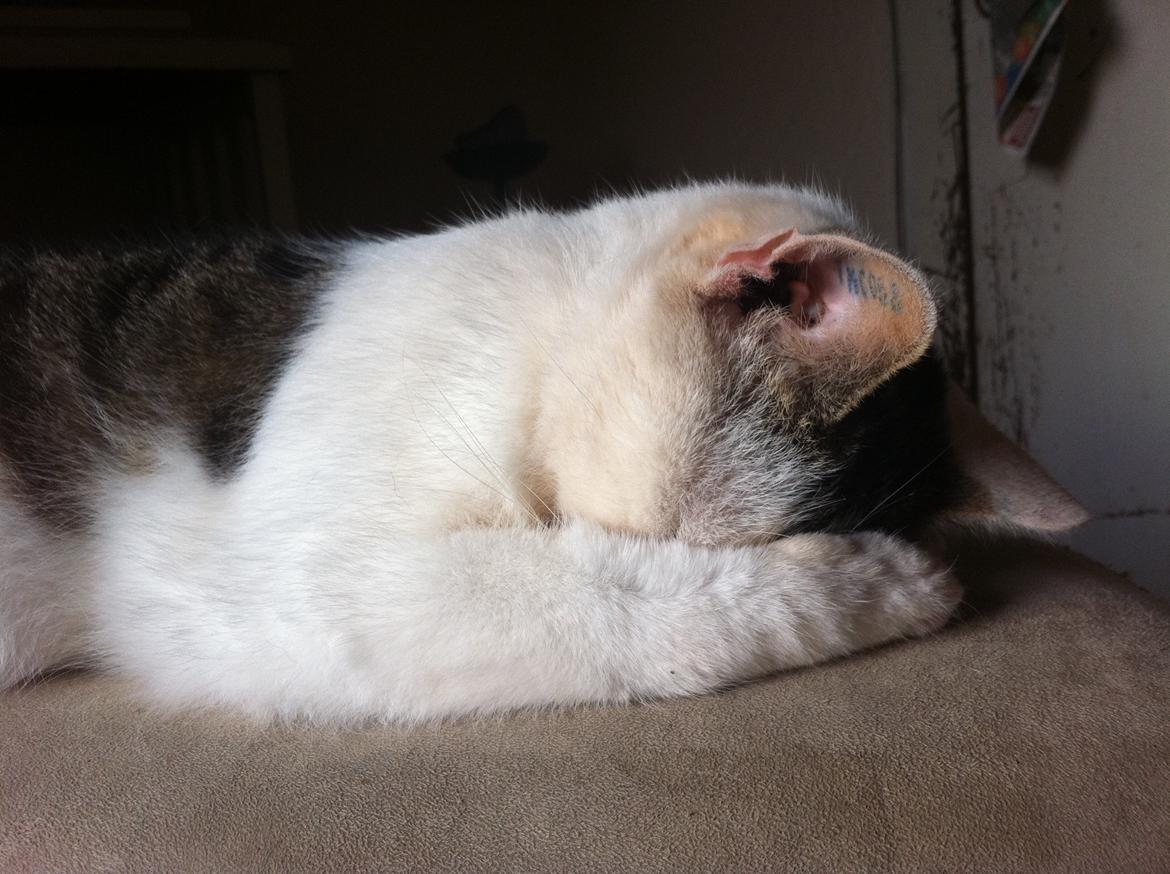 Huskat Buster billede 2