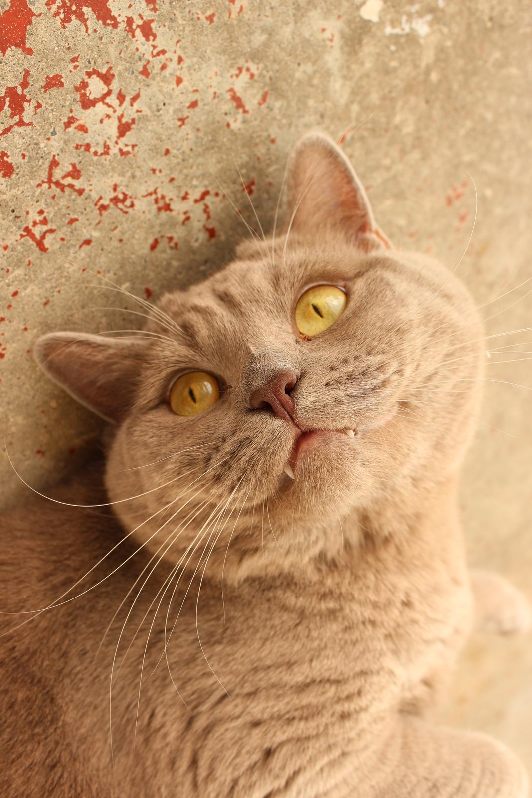 Blanding af racer Safir billede 5