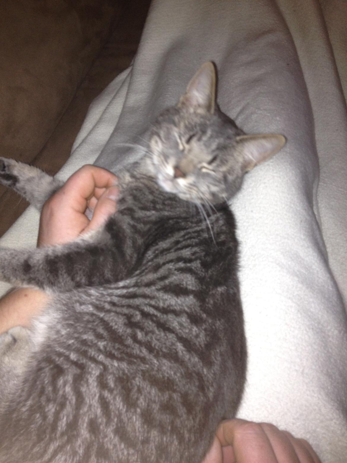 Huskat Lille billede 11