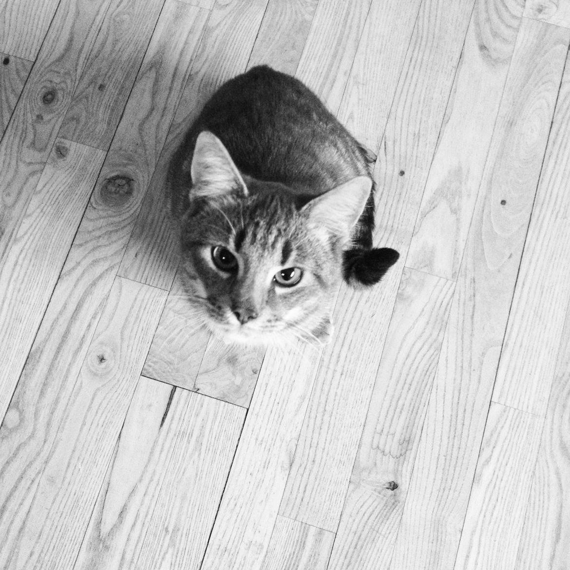 Huskat Lille billede 6