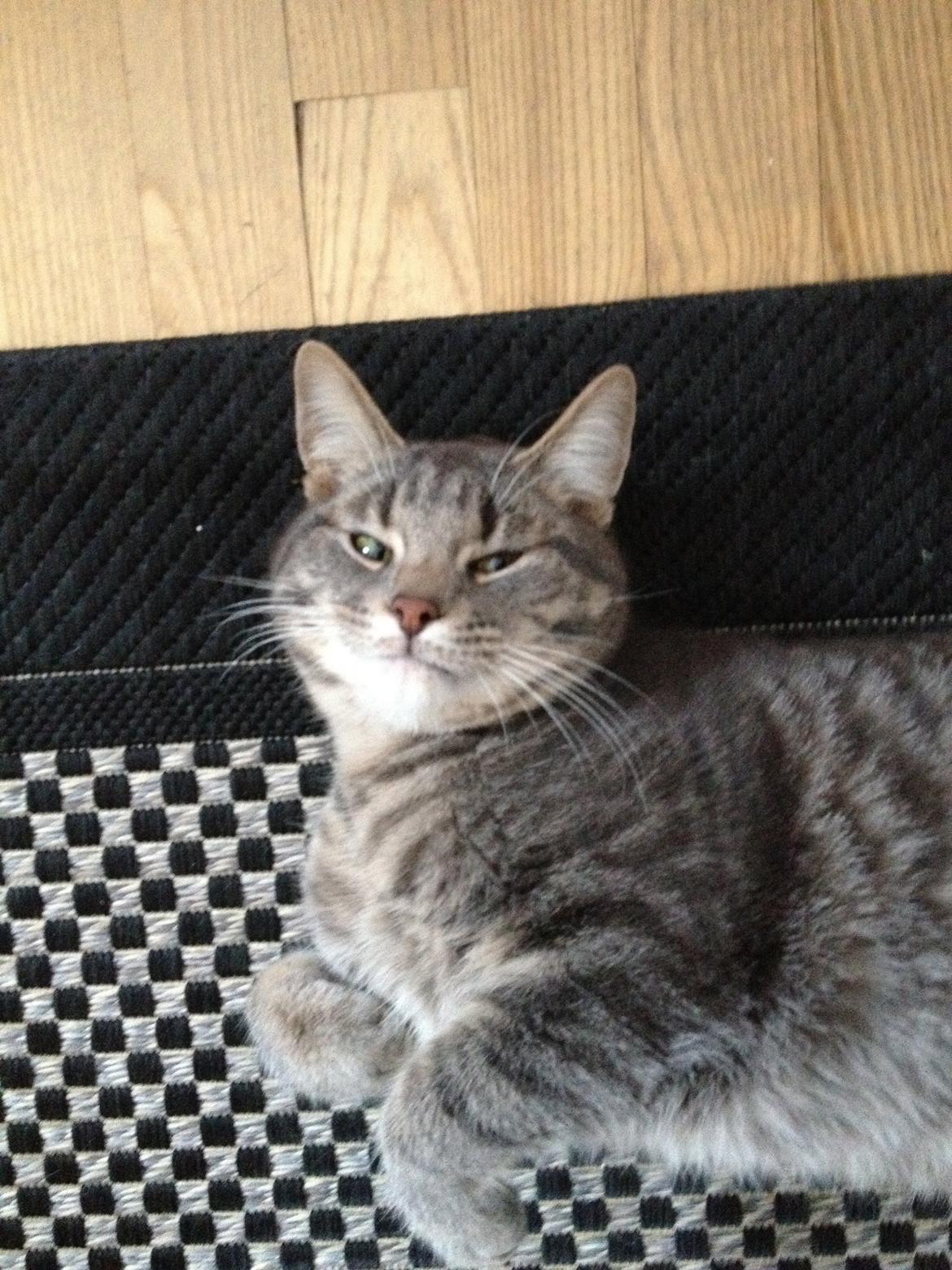 Huskat Lille billede 7