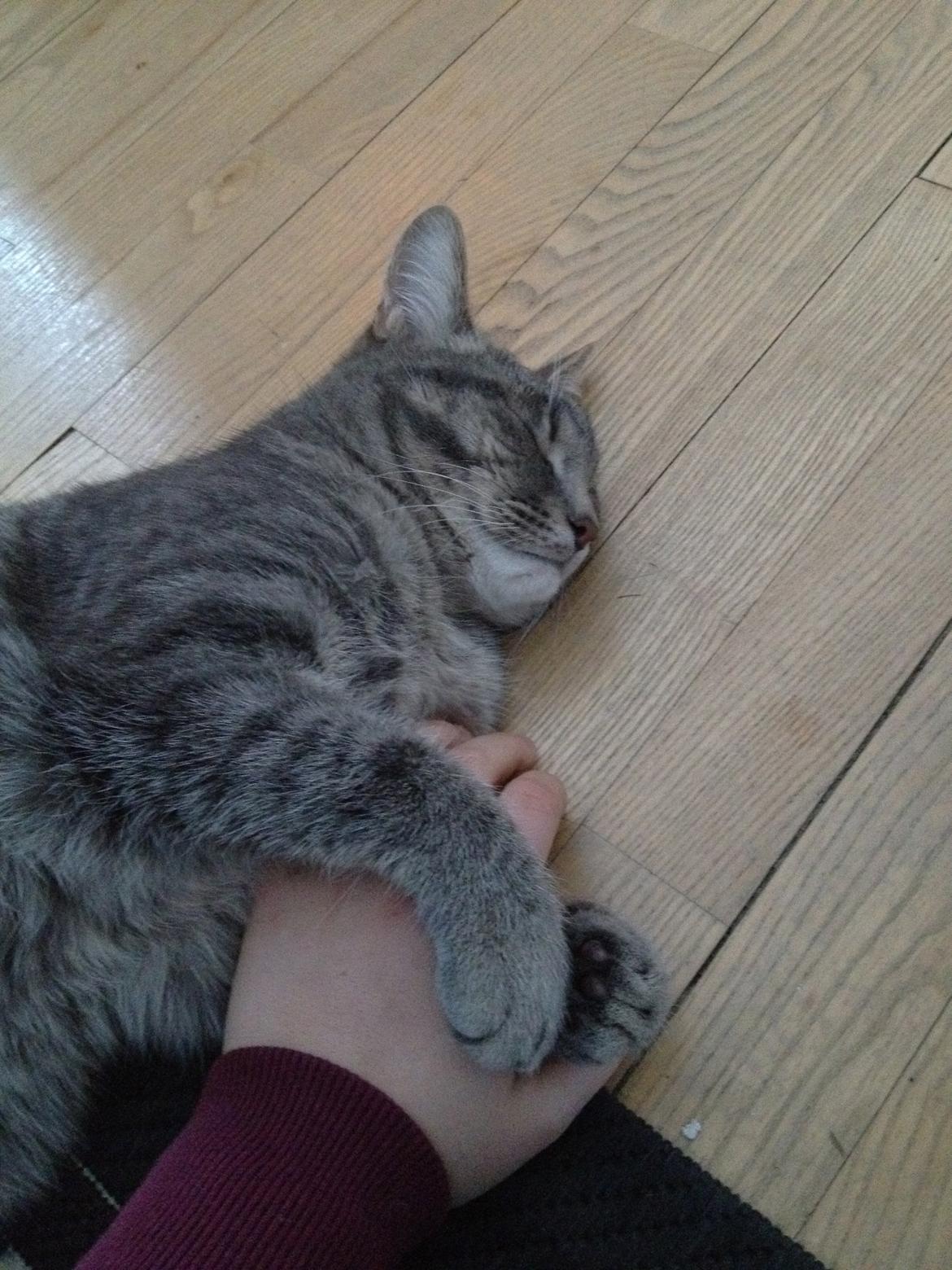 Huskat Lille - ZzzZzz billede 5